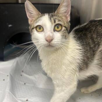 Scarlett -  Domestic Short Hair Cat for Adoption in Salt Lake City, Utah - Scarlett | PetCurious