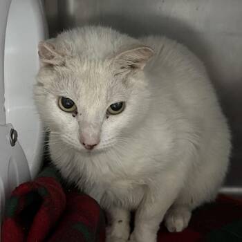 Elijah -  Siamese Cat for Adoption in Lakeland, Florida - Elijah | PetCurious