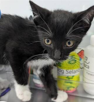 Isla -  Domestic Short Hair Cat for Adoption in Largo, Florida - Isla | PetCurious