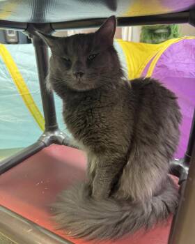 Rescue Domestic Medium Hair Cats for Adoption in Bloomfield, New Jersey - Thor | PetCurious