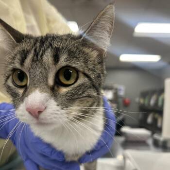 Cassandra -  Domestic Short Hair Cat for Adoption in Salt Lake City, Utah - Cassandra | PetCurious
