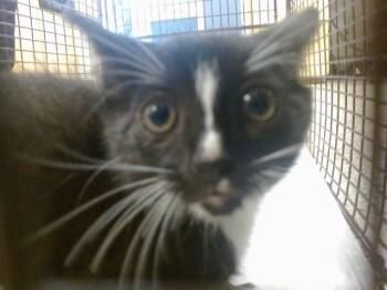 MICHI -  Domestic Short Hair Cat for Adoption in Doral, Florida - MICHI | PetCurious