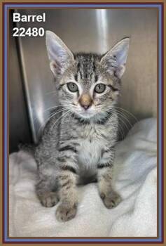 Barrel(614) -  Domestic Medium Hair Cat for Adoption in Marietta, Georgia - Barrel(614) | PetCurious