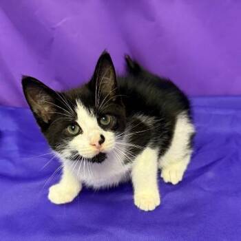 Kuteness -  Domestic Medium Hair Cat Available for Adoption in North Myrtle Beach, South Carolina - Kuteness | PetCurious