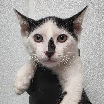 Panda -  Domestic Short Hair Cat for Adoption in Abilene, Texas - Panda | PetCurious