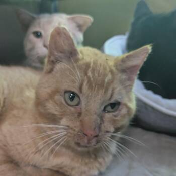 Domestic Short Hair Cats Available for Adoption in Huntsville, Arkansas - Lord Battleclaw | PetCurious