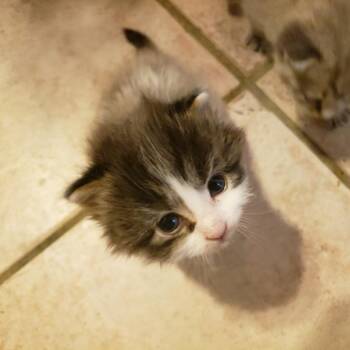 Darla -  Domestic Short Hair Cat for Adoption in Madisonville, Tennessee - Darla | PetCurious
