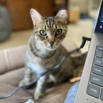 Frankie -  Domestic Short Hair Cat for Adoption in Royal Oak, Michigan - Frankie | PetCurious