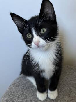 Pio, Paul, Peter -  Tuxedo Cat for Adoption in Walnut Creek, California - Pio, Paul, Peter | PetCurious