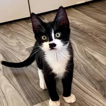 Blackjack -  Domestic Short Hair Cat for Adoption in Charlotte, North Carolina - Blackjack | PetCurious