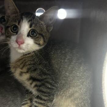 AHNJ-Stray-122271 -  Domestic Short Hair Cat for Adoption in Newark, New Jersey - AHNJ-Stray-122271 | PetCurious