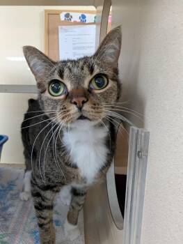 Rescue British Shorthair and Domestic Short Hair Cats for Adoption in Decatur, Illinois - Snookums | PetCurious