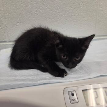 Sassy -  Domestic Short Hair Cat Available for Adoption in Chattanooga, Tennessee - Sassy | PetCurious