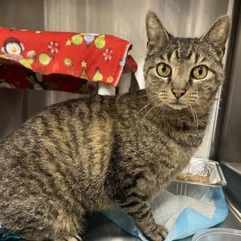 Domestic Short Hair Cats Available for Adoption in Salt Lake City, Utah - Nate | PetCurious