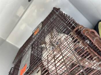 Domestic Short Hair Cats Available for Adoption in Houston, Texas - A654870 | PetCurious