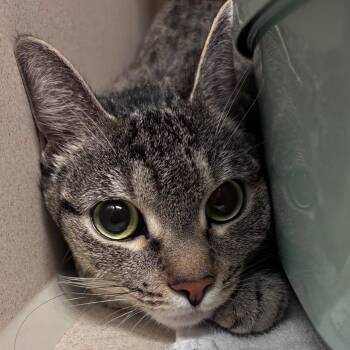 Zoey -  Domestic Short Hair Cat for Adoption in Providence, Rhode Island - Zoey | PetCurious