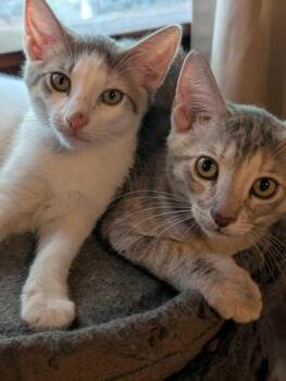 Rabbit and Riley -  Domestic Short Hair Cat for Adoption in Liverpool, Texas - Rabbit And Riley | PetCurious