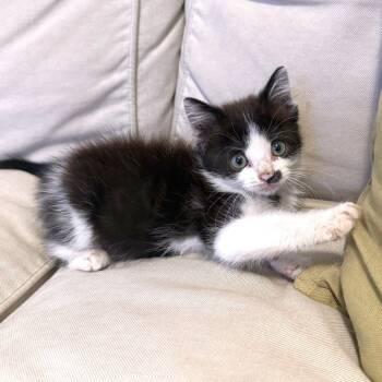 Rescue Domestic Short Hair Cats for Adoption in Austin, Texas - Olive Oil 30 | PetCurious