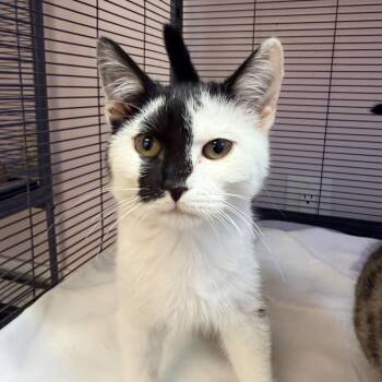 Smudge and Raul -  Domestic Short Hair Cat for Adoption in Bellmawr, New Jersey - Smudge And Raul | PetCurious