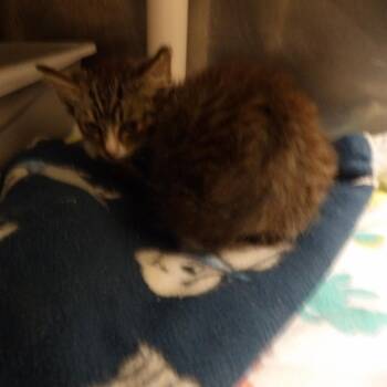 Rico -  Domestic Short Hair Cat for Adoption in New York, New York - Rico | PetCurious