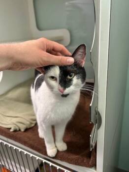 Lil Moosh -  Domestic Short Hair Cat for Adoption in Muskegon, Michigan - Lil Moosh | PetCurious
