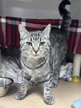 TINK -  Domestic Short Hair Cat for Adoption in Brewster, Massachusetts - TINK | PetCurious