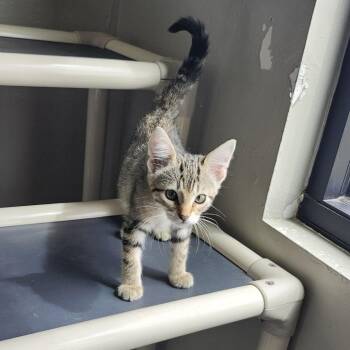 Truman -  Domestic Short Hair Cat for Adoption in Ponca City, Oklahoma - Truman | PetCurious