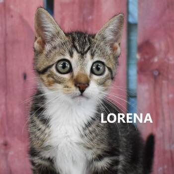 Lorena -  Domestic Short Hair Cat for Adoption in Yuma, Arizona - Lorena | PetCurious