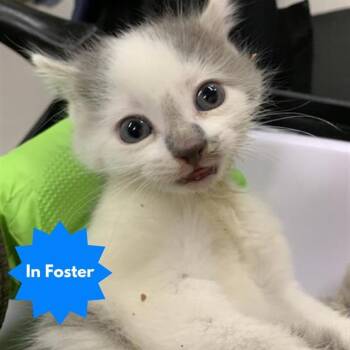 Rescue Domestic Short Hair Cats for Adoption in Indianapolis, Indiana - JAMES | PetCurious