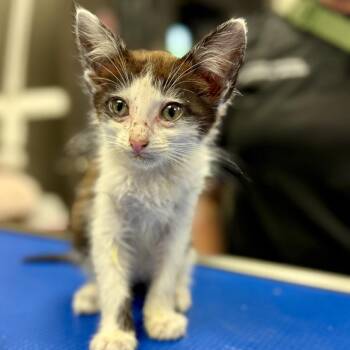 Domestic Short Hair Cats Available for Adoption in Hinesville, Georgia - Sid | PetCurious