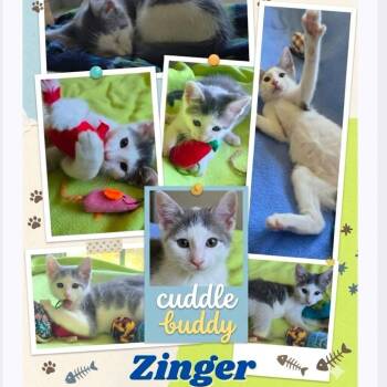 Zinger -  Domestic Short Hair Cat for Adoption in Orangevale, California - Zinger | PetCurious