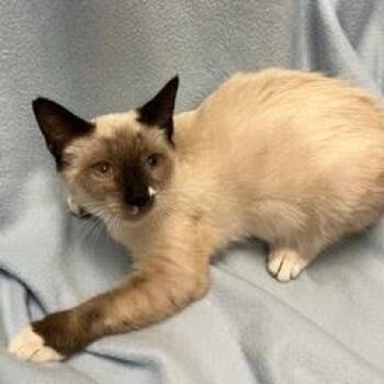 Dandelion -  Snowshoe Cat for Adoption in Green Valley, Arizona - Dandelion | PetCurious