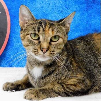 Gigi -  Domestic Short Hair Cat for Adoption in Canton, Illinois - Gigi | PetCurious