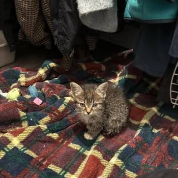 Fiona -  Domestic Short Hair Cat for Adoption in Brevard, North Carolina - Fiona | PetCurious