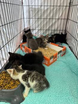 Rescue Domestic Short Hair Cats for Adoption in Danielsville, Georgia - Stan | PetCurious