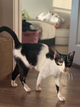 Mary Bug -  Domestic Short Hair and Tuxedo Cat for Adoption - Mary Bug | PetCurious