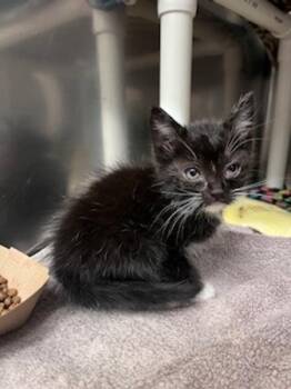Oreo -  Domestic Short Hair Cat for Adoption in Santa Rosa, California - Oreo | PetCurious
