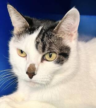 Rescue Domestic Short Hair Cats for Adoption in Sault Ste. Marie, Michigan - Chip | PetCurious