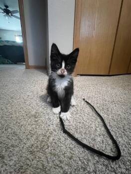 Rescue Domestic Short Hair Cats for Adoption - Hobgoblin | PetCurious