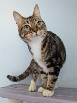 Rescue Domestic Short Hair and Bengal Cats for Adoption in San Antonio, Texas - Meadow | PetCurious