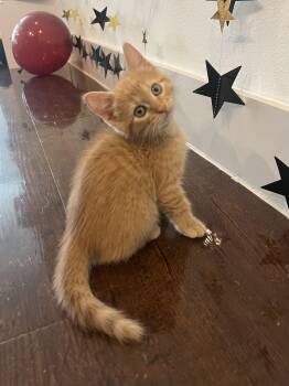 Domestic Short Hair Cats Available for Adoption in Bryan, Texas - PopFlex | PetCurious