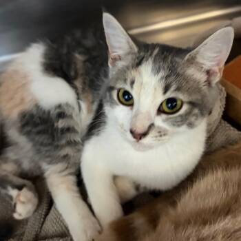 Clawdeen Wolf -  Domestic Short Hair Cat for Adoption in Nashville, Tennessee - Clawdeen Wolf | PetCurious