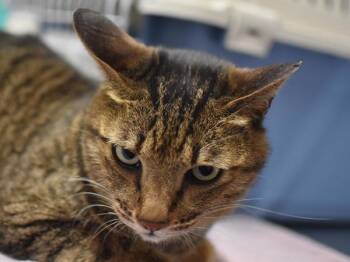Henry -  Domestic Short Hair Cat for Adoption in Portland, Oregon - Henry | PetCurious