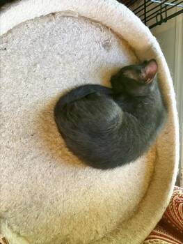 Pele -  Domestic Short Hair Cat for Adoption in Powder Springs, Georgia - Pele | PetCurious