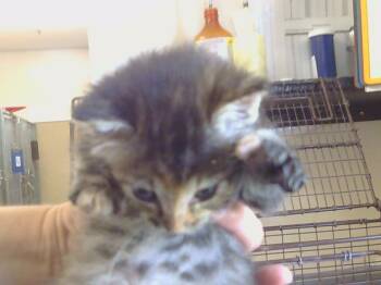 Rescue Domestic Short Hair Cats for Adoption in Sacramento, California - SALLY | PetCurious