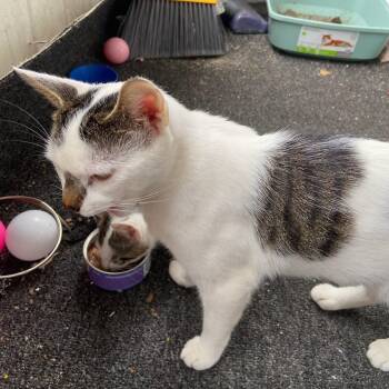 Zara & 2 Kittens Coming In -  Domestic Short Hair Cat for Adoption in Clifton, New Jersey - Zara & 2 Kittens Coming In | PetCurious