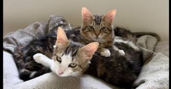 Domestic Medium Hair Cats Available for Adoption - Neptune 2 | PetCurious