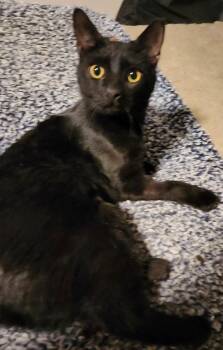 Domestic Short Hair Cats Available for Adoption - Fusty | PetCurious