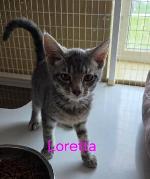 Domestic Short Hair and Tabby Cats Available for Adoption in Williamsburg, Iowa - Loretta (Available Est 6/19/26) | PetCurious