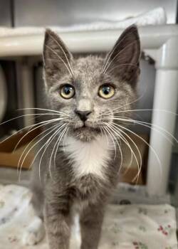 Jazz -  Domestic Short Hair Cat for Adoption in Morristown, New Jersey - Jazz | PetCurious